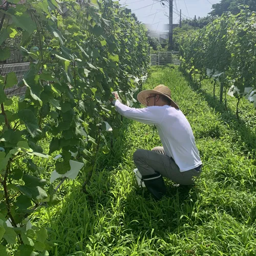 ぶどうの検査