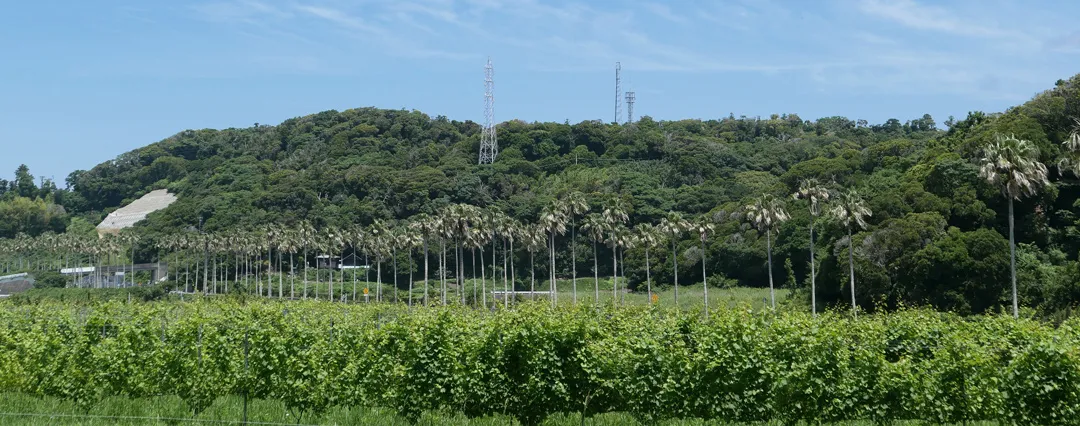 頼朝圃場