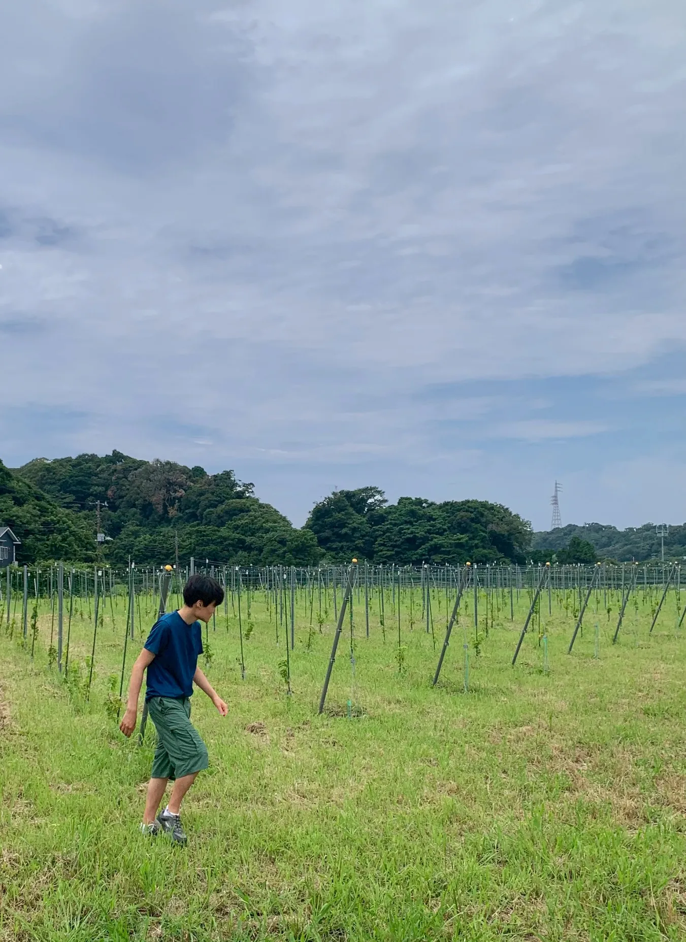 頼朝圃場と息子