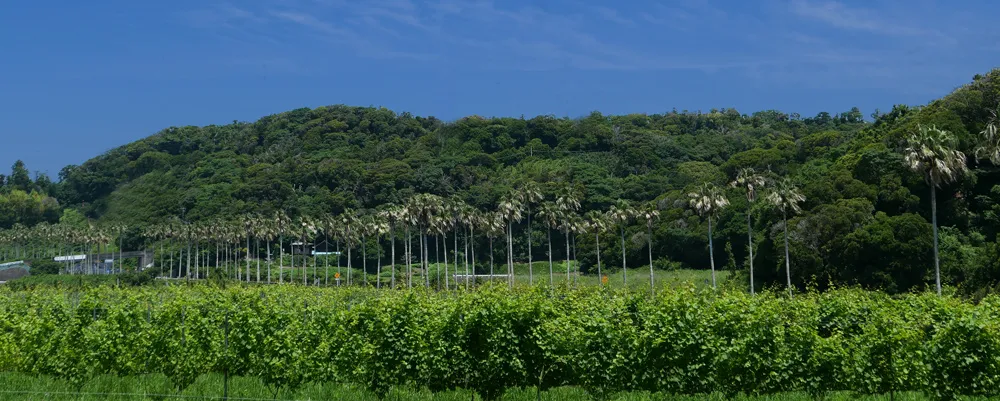 頼朝圃場