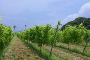 頼朝圃場 ぶどうの苗木