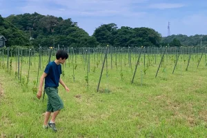頼朝圃場の息子