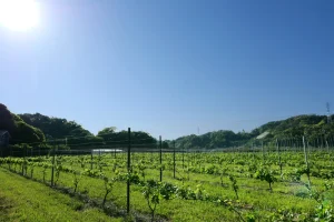 頼朝圃場の朝日